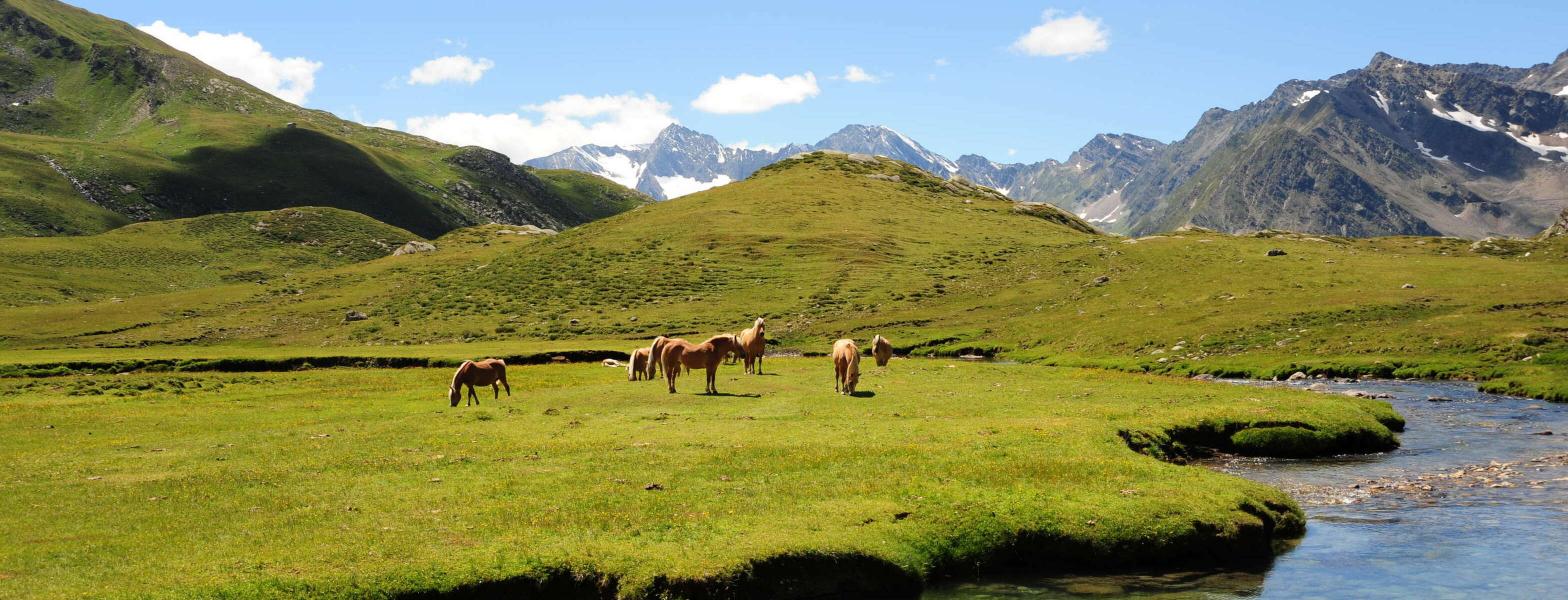 Equitazione Equitazione